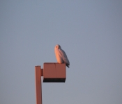 SnowyOwl 2015 01 18 002